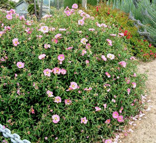 Cistus