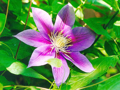 Clematis
