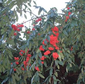 Cotoneaster