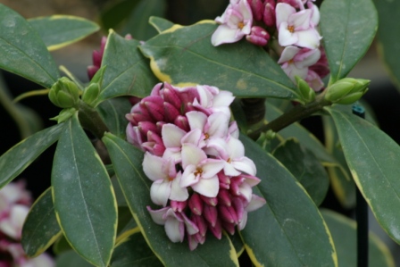 Daphne Odorate Marginata
