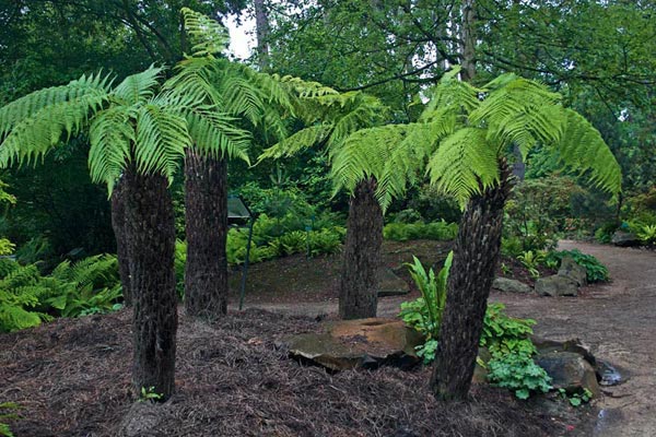 Dicksonia Antartica (Fougère arborescente)