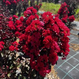 Double Dynamite Fleurs