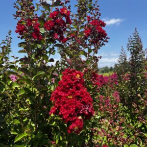 Dynamite Fleurs
