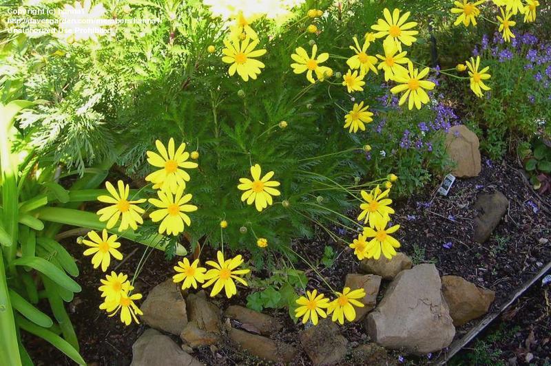 Euryops