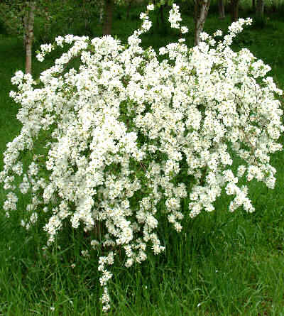 Exochorda