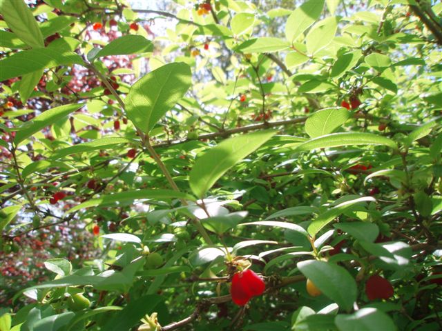 Lonicera