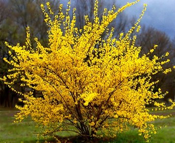 Forysthia