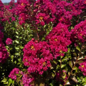 Fuschia d été Fleurs