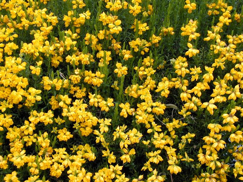 Genista
