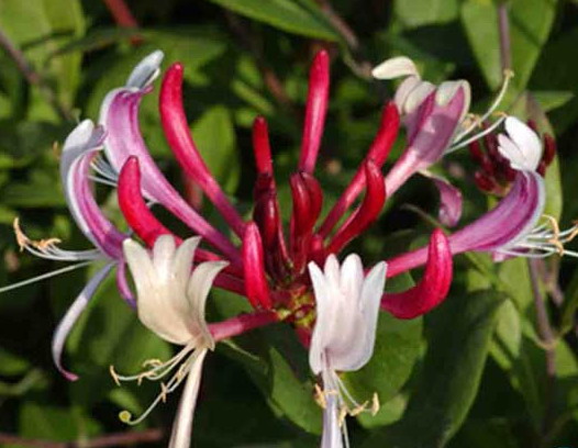Lonicera