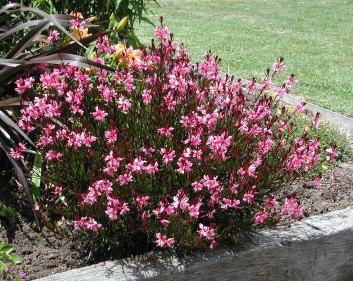 Gaura Lindheimeri / Lindheimeri Rosea