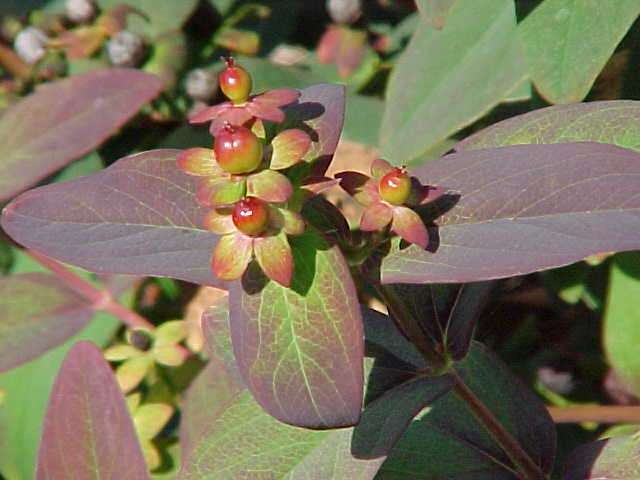 Hypericum