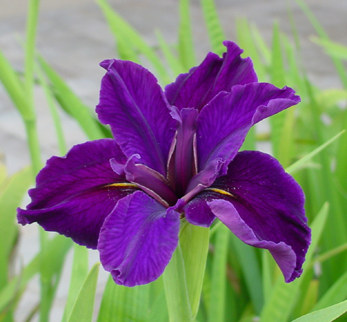 Iris