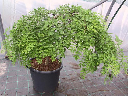 Sophora