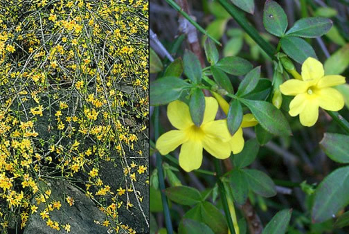 Jasminum