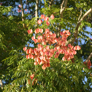 Koelreuteria