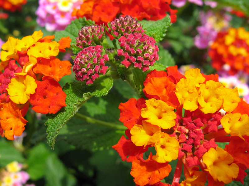 Lantana
