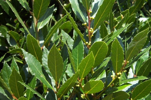 Laurus Nobilis (Laurier Sauce)