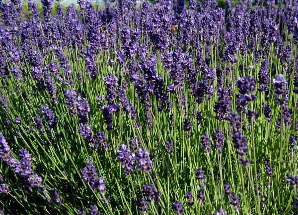 Lavandula