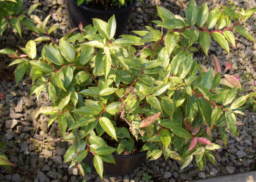Leucothoe