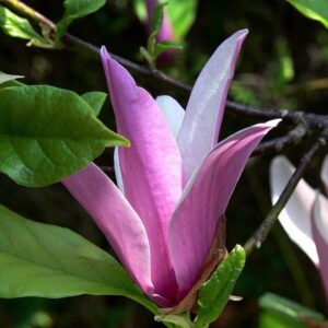 Magnolia