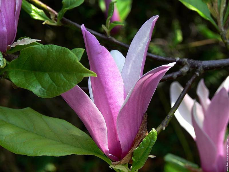 Magnolia