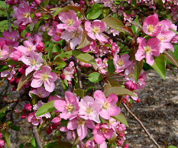 Malus
