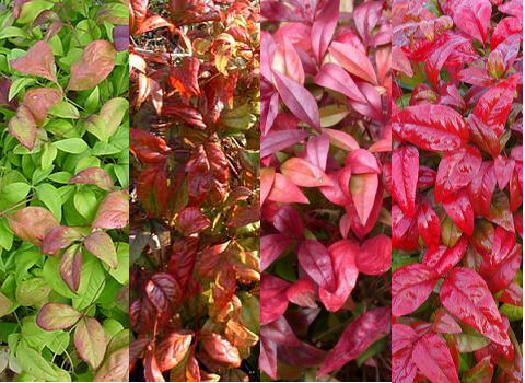 Nandina