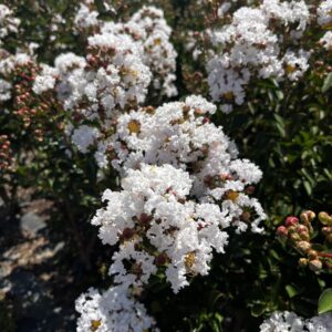 Neige d été Fleurs