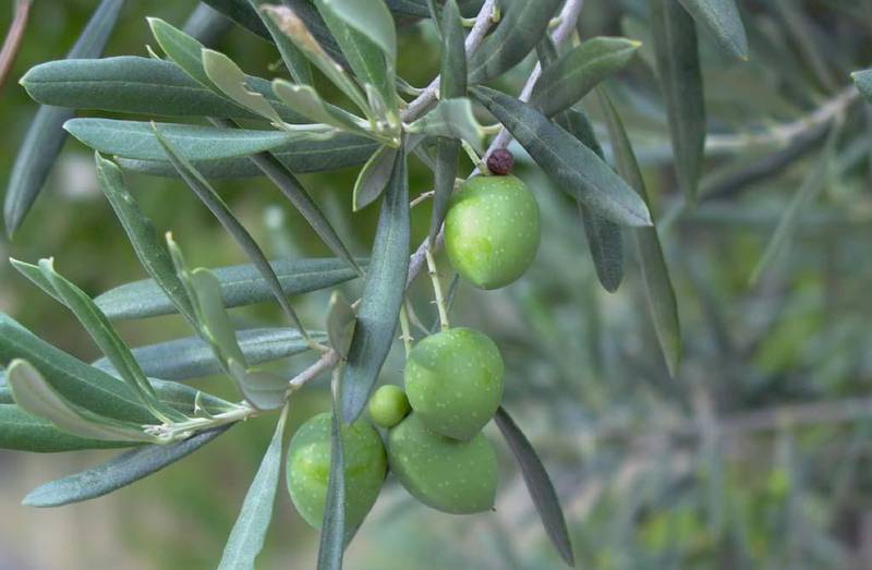 Olea Europaea (Olivier)
