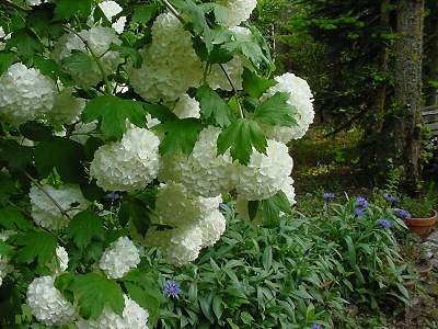 Viburnum (Viorne)