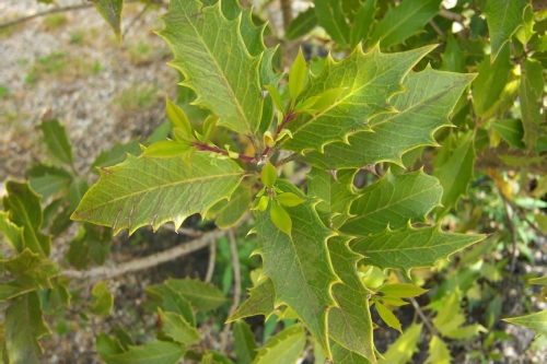 Osmanthus