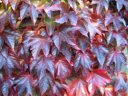 Parthenocissus (Ampelopsis)