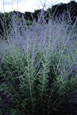 Perovskia Atriplicifolia Blue Spire