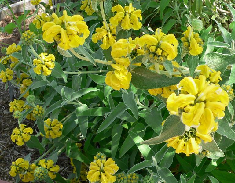 Phlomis Fruticosa