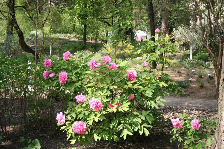 Paeonia
