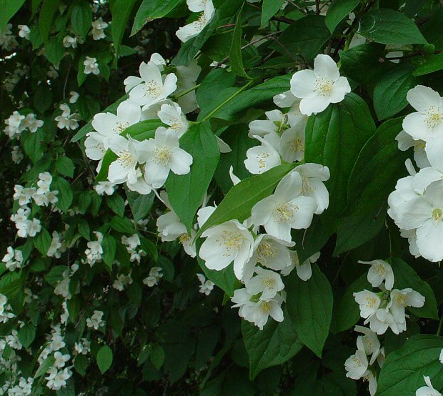 Philadelphus