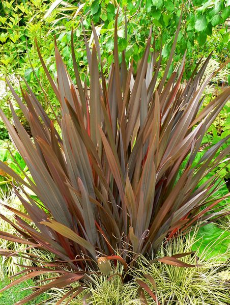 Phormium