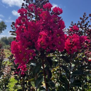 Pink Velours Fleurs