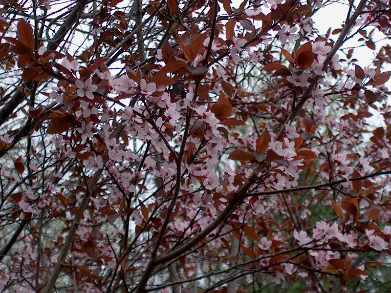 Prunus (Prunier)