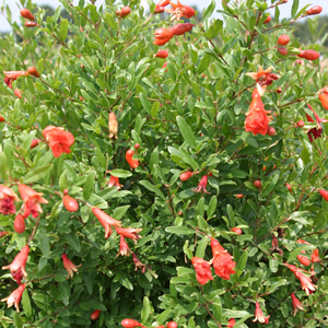 Punica (Grenadier)
