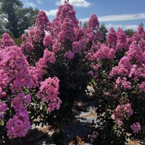 Rhapsody in Pink 2026