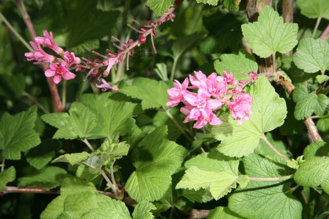 Ribes Sanguineum (Groseillier à Fleurs)