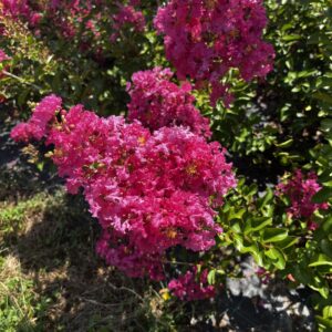 Rose Fuschia Fleurs