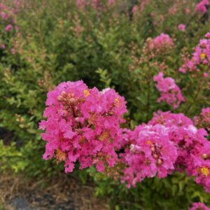 Rose Indien Fleurs