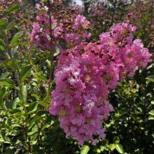 Rose Thé Fleurs