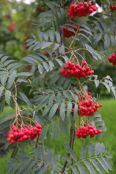 Sorbus Aucuparia (Sorbier des Oiseaux)
