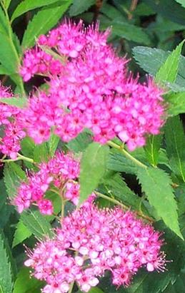 Spiraea (Spiree)