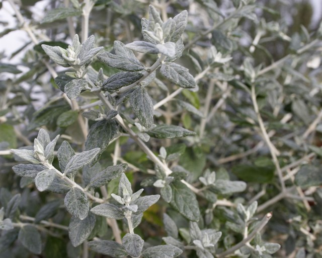 Teucrium Fruticans