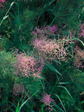 Tamarix (Tamaris)